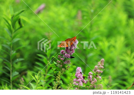 奥日光初夏の緑豊かな高原の風景 119141423