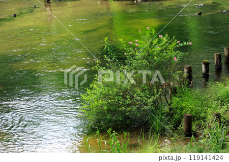 奥日光初夏の緑豊かな高原の風景 奥日光初夏の緑豊かな高原の風景 119141424