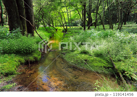 奥日光初夏の緑豊かな高原の風景 奥日光初夏の緑豊かな高原の風景 119141456