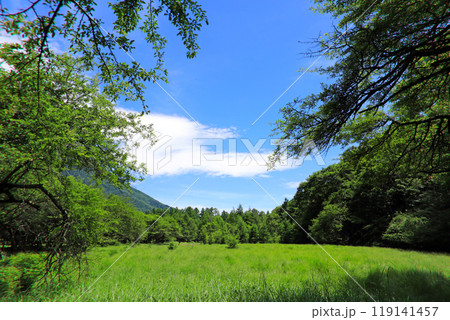奥日光初夏の緑豊かな高原の風景 奥日光初夏の緑豊かな高原の風景 119141457