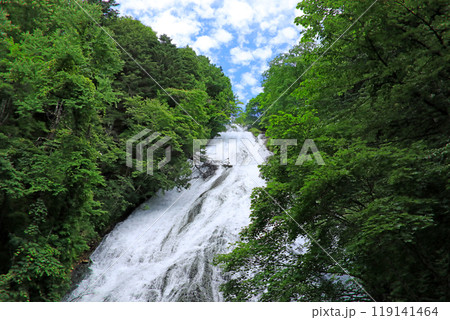 奥日光初夏の緑豊かな高原の風景 奥日光初夏の緑豊かな高原の風景 119141464