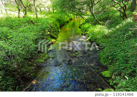 奥日光初夏の緑豊かな高原の風景 奥日光初夏の緑豊かな高原の風景 119141466