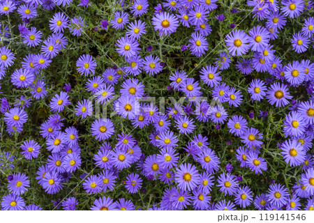 Symphyotrichum novi-belgii flowers Symphyotrichum novi-belgii flowers 119141546