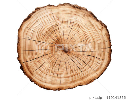 Cross Section of a Tree 119141856