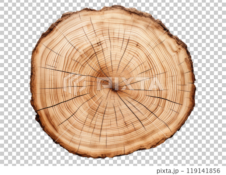 Cross Section of a Tree 119141856