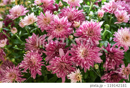 Vibrant purple and pink chrysanthemums blooming in a sunny garden during early autumn Vibrant purple and pink chrysanthemums blooming in a sunny garden during early autumn 119142181