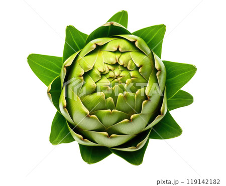 Artichoke Artichoke 119142182