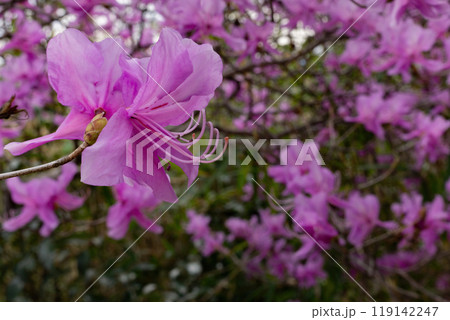 赤紫の花びらが美しいミツバツツジ 赤紫の花びらが美しいミツバツツジ 119142247