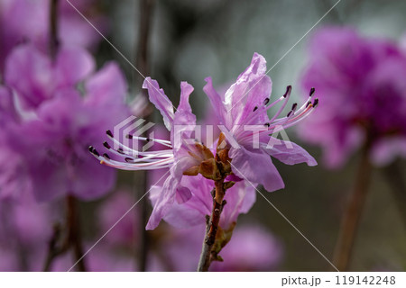 透き通った赤紫の花びらが美しいミツバツツジ 透き通った赤紫の花びらが美しいミツバツツジ 119142248