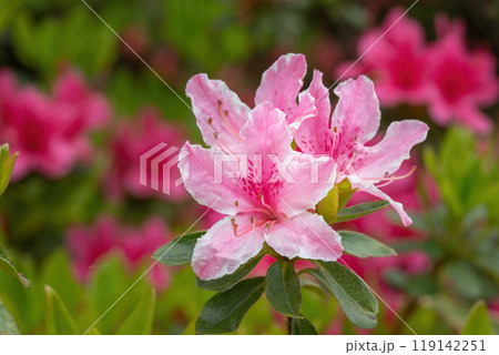 特徴的な斑紋を花びらに持つピンクのツツジ 特徴的な斑紋を花びらに持つピンクのツツジ 119142251