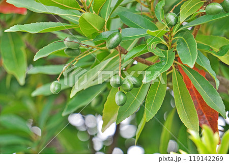 緑色のホルトノキの実（秋、十月） 119142269