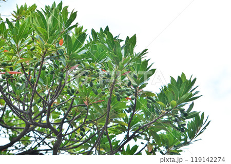 緑色のホルトノキの実（秋、十月） 119142274