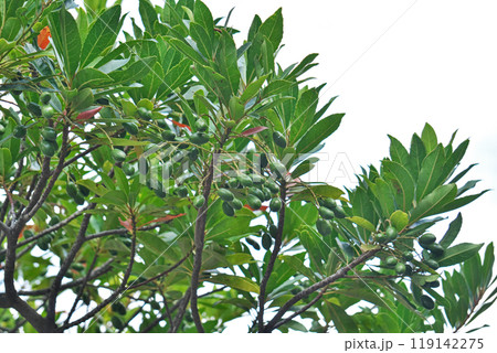 緑色のホルトノキの実(秋、十月) 緑色のホルトノキの実(秋、十月) 119142275