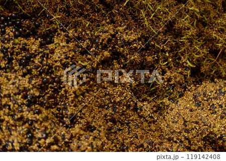 ワイン作り、果粒、破砕、除梗　果皮、種子、葉、梗 119142408