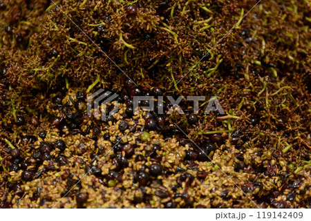 ワイン作り、果粒、破砕、除梗 果皮、種子、葉、梗 ワイン作り、果粒、破砕、除梗 果皮、種子、葉、梗 119142409