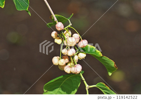 淡いピンクのマユミの実（秋、十月） 119142522