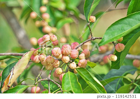 淡いピンクのマユミの実(秋、十月) 淡いピンクのマユミの実(秋、十月) 119142531