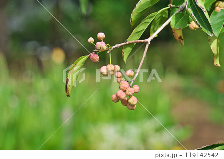 淡いピンクのマユミの実(秋、十月) 淡いピンクのマユミの実(秋、十月) 119142542