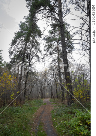 Path in the forest 119142684