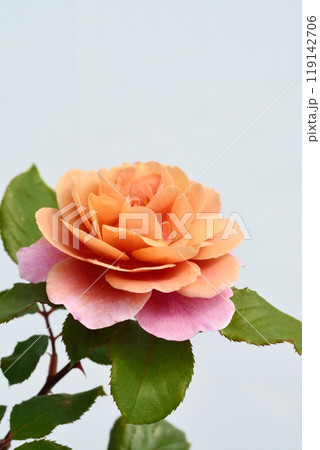 満開のバラの花(品種ドラムス) 満開のバラの花(品種ドラムス) 119142706