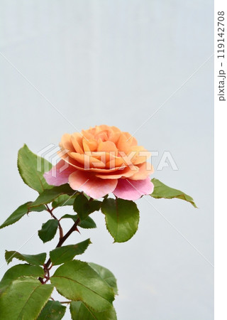 満開のバラの花（品種ドラムス） 119142708