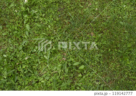 Top view of a lawn densely covered with green grass Top view of a lawn densely covered with green grass 119142777