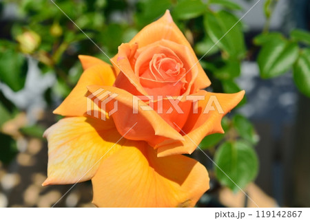 満開のバラの花（品種ジャストジョイ） 119142867