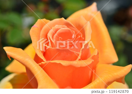 満開のバラの花(品種ジャストジョイ) 満開のバラの花(品種ジャストジョイ) 119142870