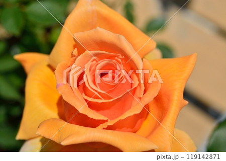 満開のバラの花(品種ジャストジョイ) 満開のバラの花(品種ジャストジョイ) 119142871