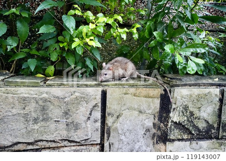 ドブネズミ 119143007