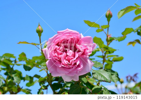 満開のバラの花（品種ローズポンパドゥール） 119143015