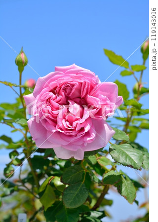 満開のバラの花(品種ローズポンパドゥール) 満開のバラの花(品種ローズポンパドゥール) 119143016