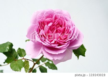 満開のバラの花(品種ローズポンパドゥール) 満開のバラの花(品種ローズポンパドゥール) 119143019