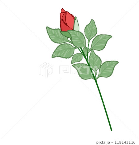 赤薔薇の蕾 赤薔薇の蕾 119143116
