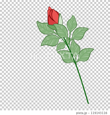 赤薔薇の蕾 赤薔薇の蕾 119143116