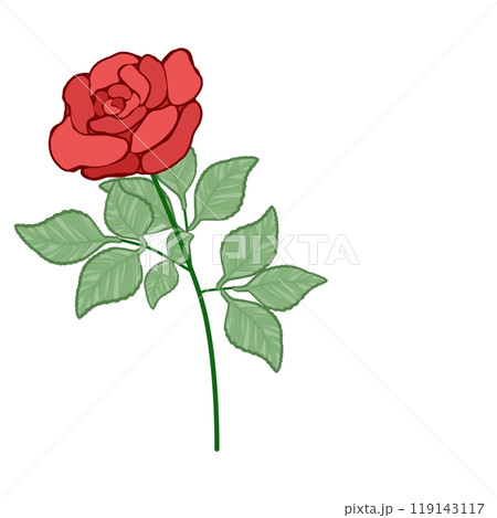 赤薔薇 119143117