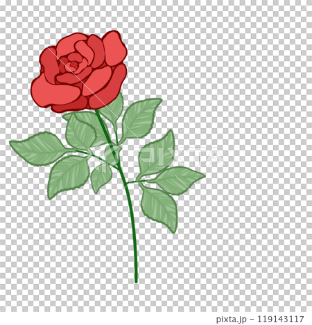赤薔薇 119143117