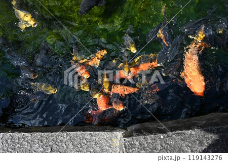 コイが集まってくる コイが集まってくる 119143276