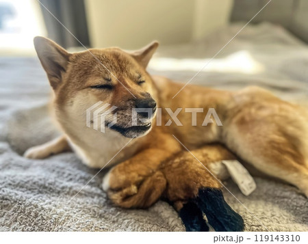 Cute red Shiba inu dog is sleeping on the bed in the bedroom 119143310