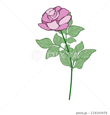 ビンク色の薔薇 119143478