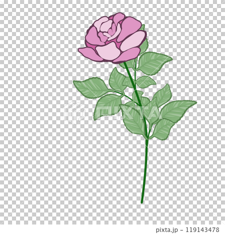 ビンク色の薔薇 119143478