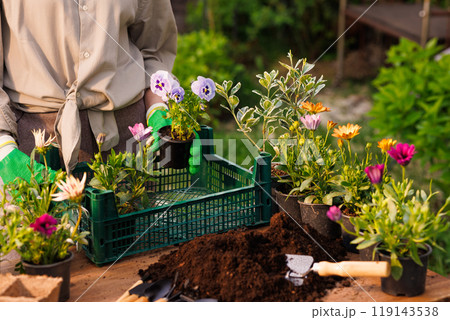 gardener plants flowers in the garden close-up, garden care, gardening concept 119143538