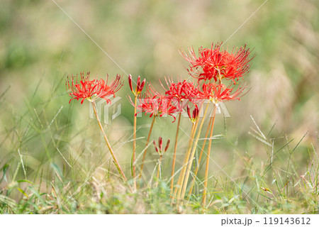 彼岸花 彼岸花 119143612