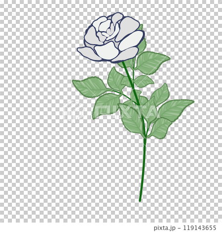 白玫瑰 白玫瑰 119143655