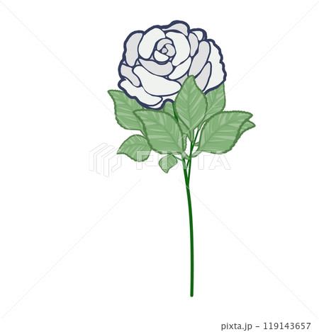 白薔薇 白薔薇 119143657