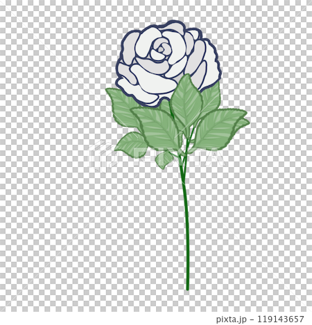 白薔薇 白薔薇 119143657