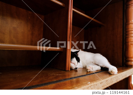 宮城県の田代島、棚の一角でお昼寝する斑模様の猫 宮城県の田代島、棚の一角でお昼寝する斑模様の猫 119144161