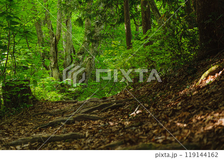 秋田県の中島台、獅子ヶ鼻湿原の散策道で待つ奇形ブナの木 119144162