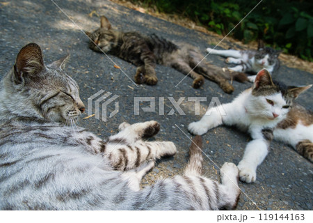 宮城県の田代島、道路の上でお昼寝をする4匹の猫 119144163
