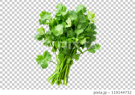 A vibrant bunch of cilantro with lush green leaves isolated on a white transparent background. Perfect for salads, various cooking methods, and healthy, nutritious dishes 119144732